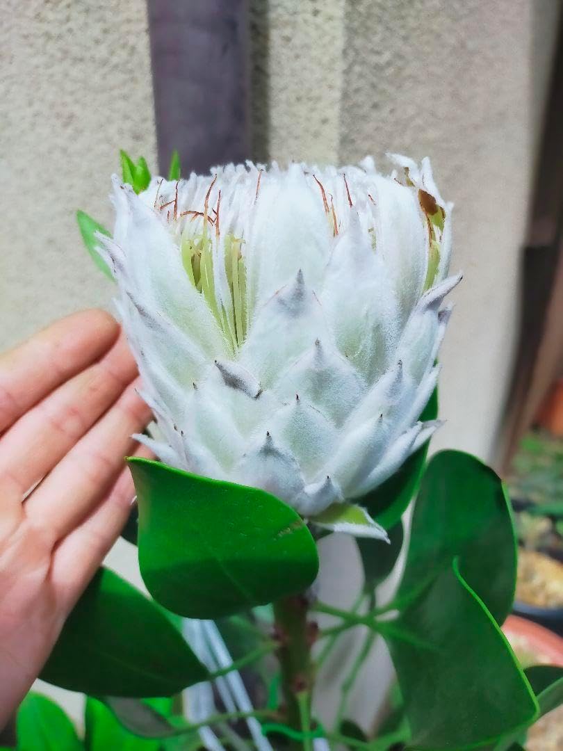 プロテアキングホワイト1苗オージープランツ プロテアキングホワイト 1フラワー プロテアの苗 キングホワイトの苗 1苗