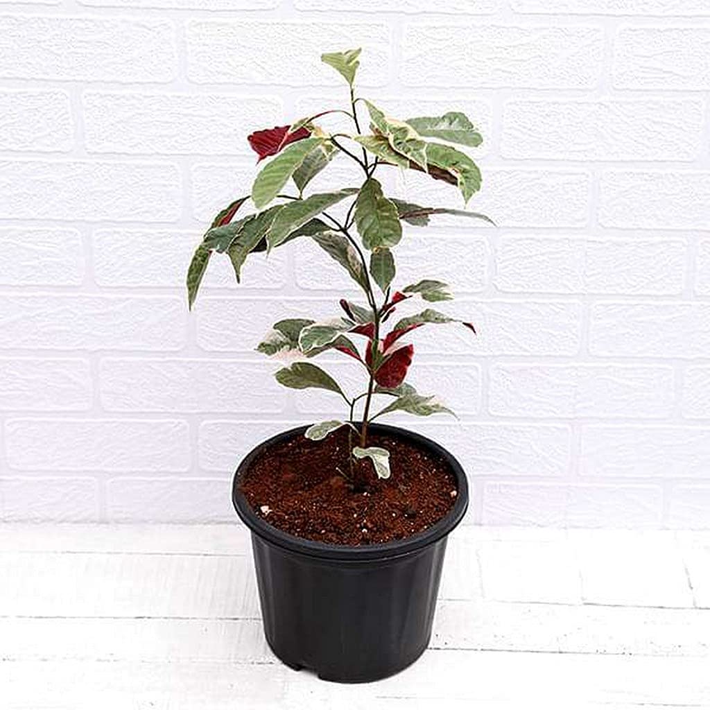 Ohhsome Excoecaria Indoor Plant Combo (Chinese Croton) (Healthy Live Plant)