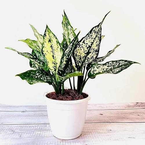 Indian olive|wild olives|jolpai live plant for home gardening (grafting) Pack of 1
