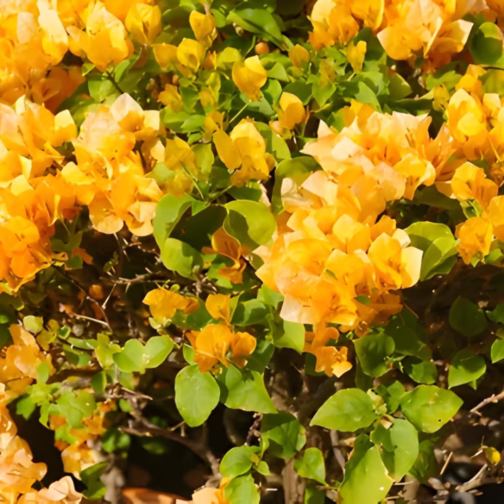 Set 2 Bougainvillea Plant Live, Trailing Flowering Vine, 4-6 Inches Tall, Well Rooted Bougainvillea, Outdoor Garden or Patio, No Pot (Gold)
