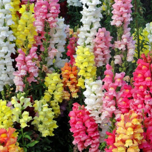 Seedscare Antirrhinum majus Snapdragon Winter Flower Seeds 100 India (B01GJVE6NU) Amazon Price History, Amazon Price Tracker