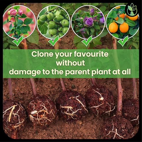 Image of Little Forest - 2 Inch & 3 Inch Combo Plastic Rooting Ball, Plant Rooting Propagation Ball, Faster Root Growth, 100% Virgin Plastic, Reusable, Selflocking (Transparent - 2 Inch /5pcs, 3 Inch /5pcs)