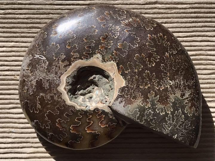 Amazon.co.jp: マダガスカル産 縫合線の浮き出るアンモナイト化石 大