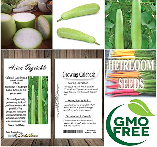 Calabash Long Squash/Melon Seeds, Opo Bottle Gourd, Lagenaria siceraria, Also Known as: po gua, kwa kwa, dudhi, hu lu gua, opo Squash - 90-105 Days - by MySeeds.Co (0015 Seeds - 15 Seeds - Pkt. Size)