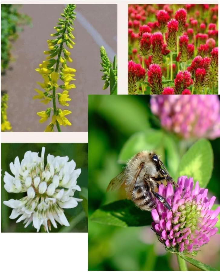 Mixed Clover Flower Wild Seeds, White and Red Variety Pack, Garden Heaven Blend (Mix of 5 Clovers, 1kg)