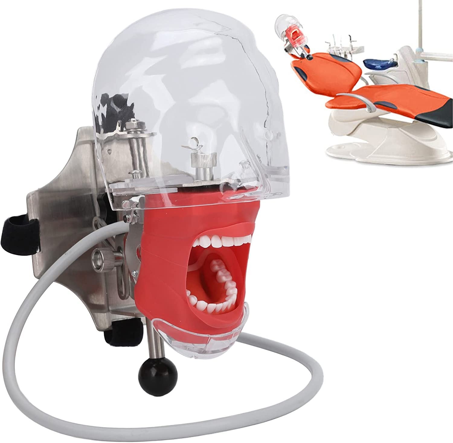 歯科　マネキン　ファントム Amazon.co.jp: ファントムヘッド歯科用シミュレーターマネキンヘッド