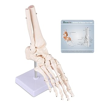 Human Foot Skeleton Model, 1:1 Scientific Life Size with Display Base, Foot Anatomy Model with Diagram for Medical Anatomy Education, Teaching Demonstration