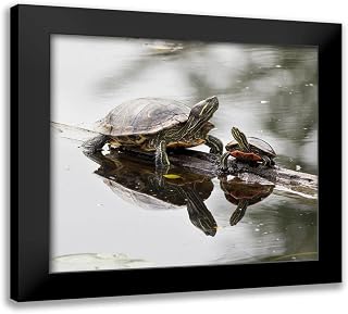 ArtDirect - Wild, Jamie and Judy 16x15 Black Modern Framed Art Print Titled: Washington State-Lake Washington Painted turtles on log