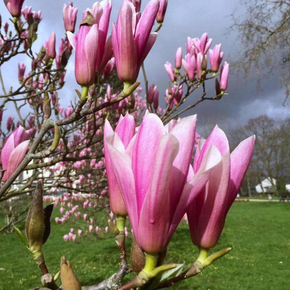 Magnolia Tree Live Plant in 2.5'' Pot, Magnolia Starter Tree, Ornamental Flowering Tree, Outdoor or Container Growing (Jane Magnolia)