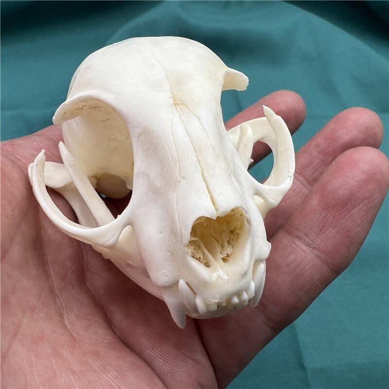 Taxidermy Real Animals Skulls - Model Animals Bones Specimen, Unique Collectible for Biology Science Education and Taxidermy Collection 1PCS (Cat Skull)