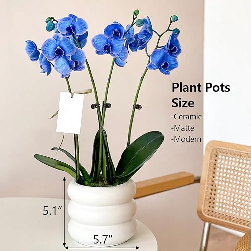 Miniatura 3 de Maceta moderna de cerámica blanca de 5.7 pulgadas con agujeros de drenaje, adecuada para plantas de interior, bonitas macetas únicas para decoración