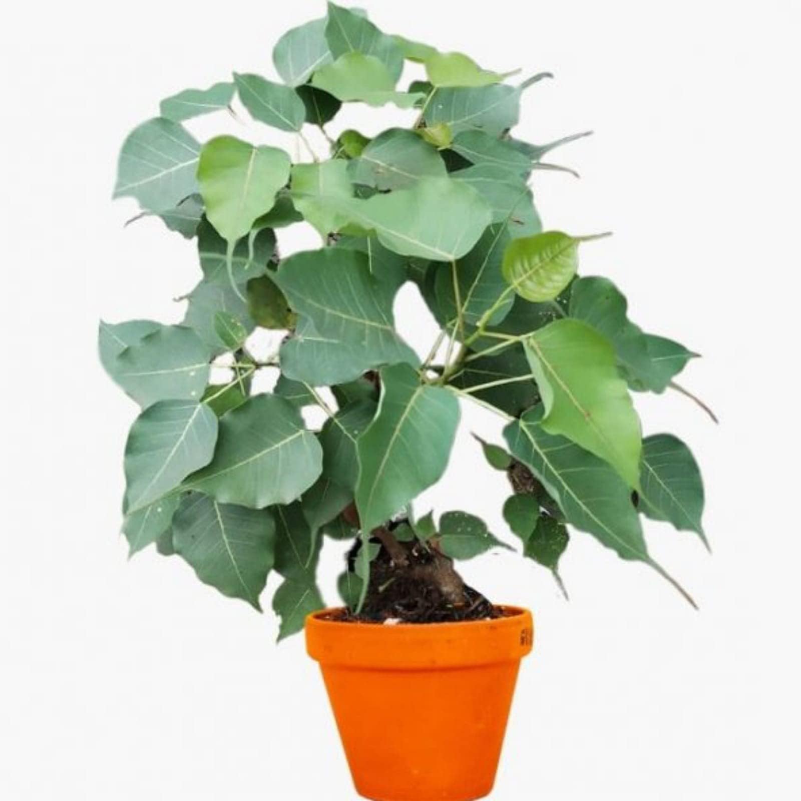Vanaspati Udyan Peepal Ficus Religiosa Live Pre Bonsai Air Purifier Sapling Plant with Black Plastic Pot