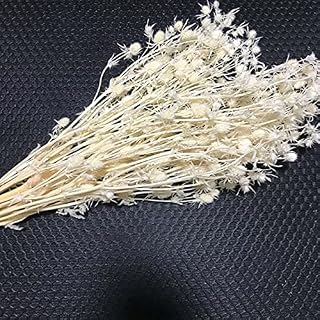 Zamihalaa 35-40CM/Real Natural Dried Flowers Celery Bouquet,Preserved Valentine's Fruit for Wedding Decorations,Home Decor