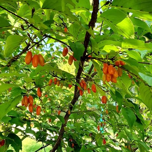 semillas del cerezo cornalina, semillas de para jardín para jardín variedades antiguas 100pcs