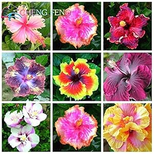. 100pcs Hibiscus Bonsai 24kinds Miscela di Colore Bella Rosa-sinensis Bonsai del Fiore perenne Fiore Albero in Vaso Piano Giardino: Nero: Only Seeds