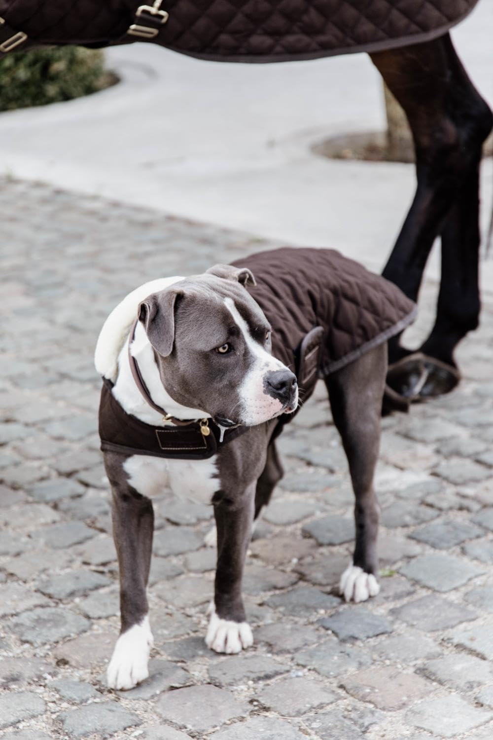 KENTUCKY Cappotto per cani Dog Coat Marrone Taglia SM
