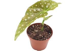 Begonia Maculata Plant