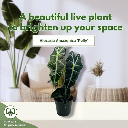 Miniatura 3 de BubbleBlooms Alocasia Máscara africana, 4 pulgadas amazonica Polly
