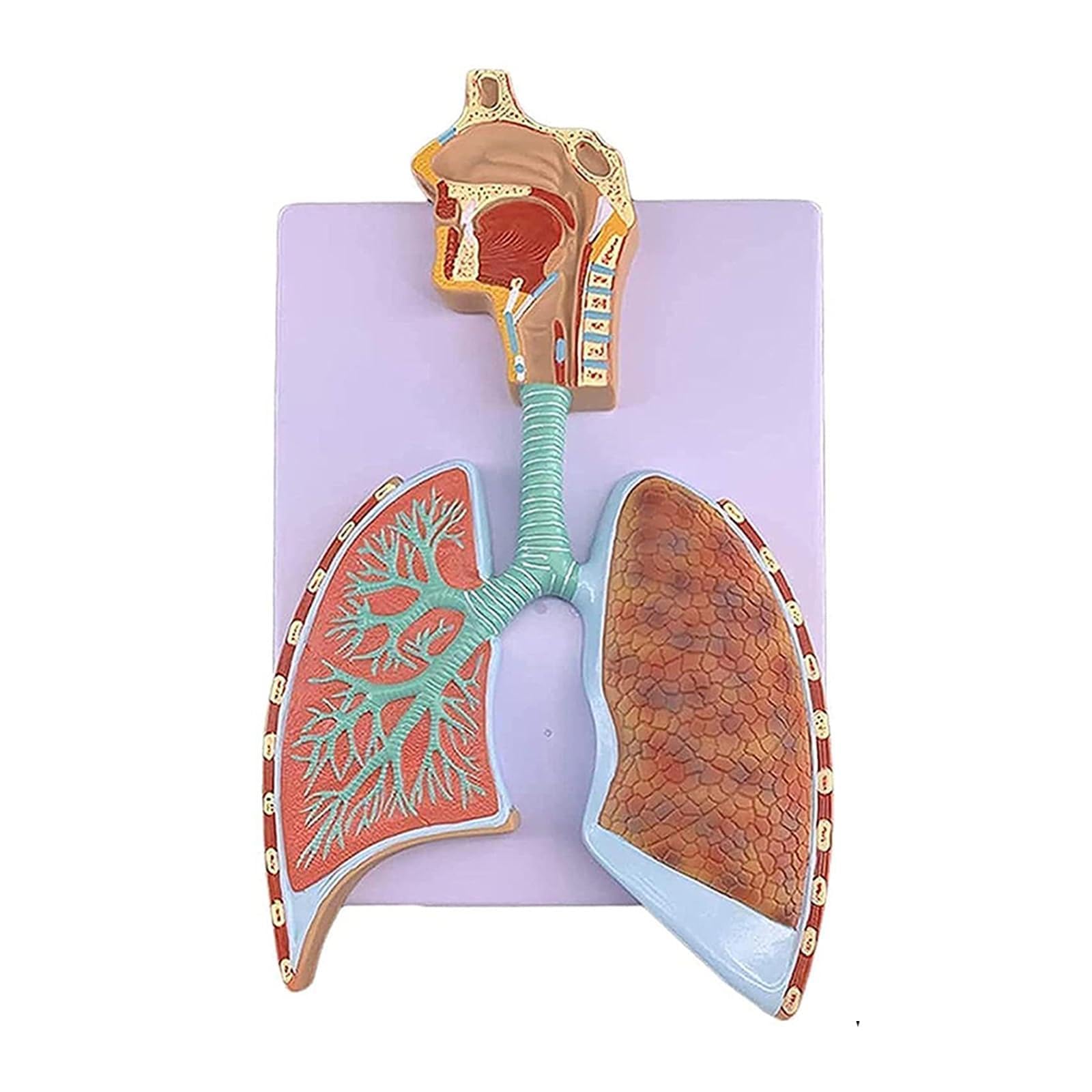 RBRMHM Human Respiratory Model Shows Respiratory Tract Alveoli Nasal Cavity Size 7.5x13'' for Education Lectures Use