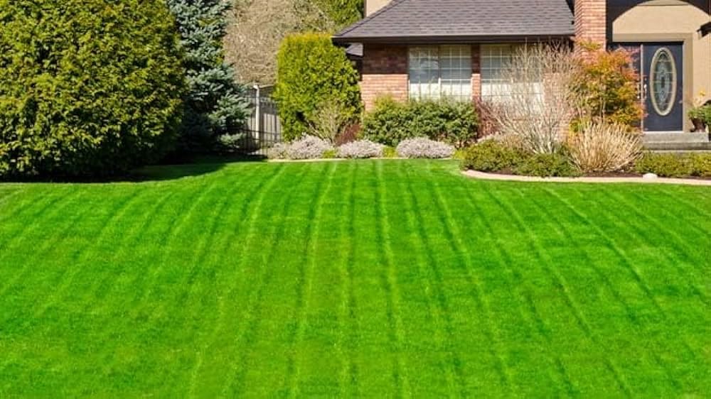 Grass seeds for mat Pack of 20000 (B0CMLDN9HW) Amazon Price History, Amazon Price Tracker