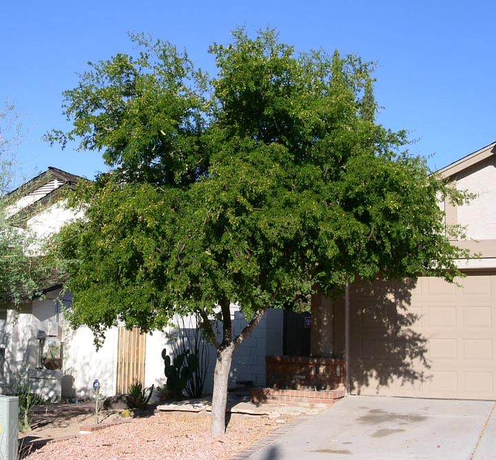 Texas Ebony Tree Ebenopsis Ebano