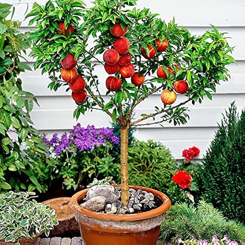 Bonanza Peach Seeds by YEGAOL Garden Cover
