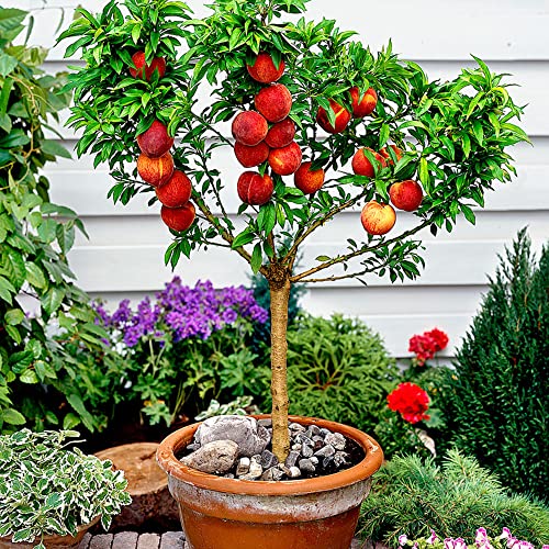 Bonanza Peach Seeds Large Fruit Sweet Delicious Flavor Juicy Ornamental Self-Pollinating Patio Container Garden Indoor Outdoor 10Pcs Fruit Tree Seeds By Yegaol Garden #TOP23