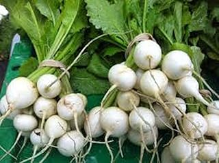 Radish Seed, Japanese Round White, Heirloom, Non GMO, 1000 Seeds, Garden Radish