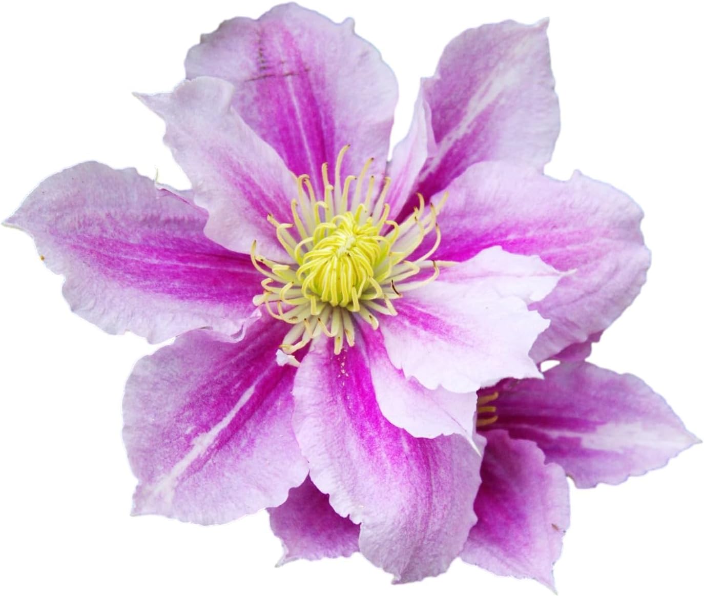 Easy to Grow Clematis Henryi 1 Potted Plant - Established Flowering Vine Rooted in a 4" Quart Pot, Spring White Blooms in Summer