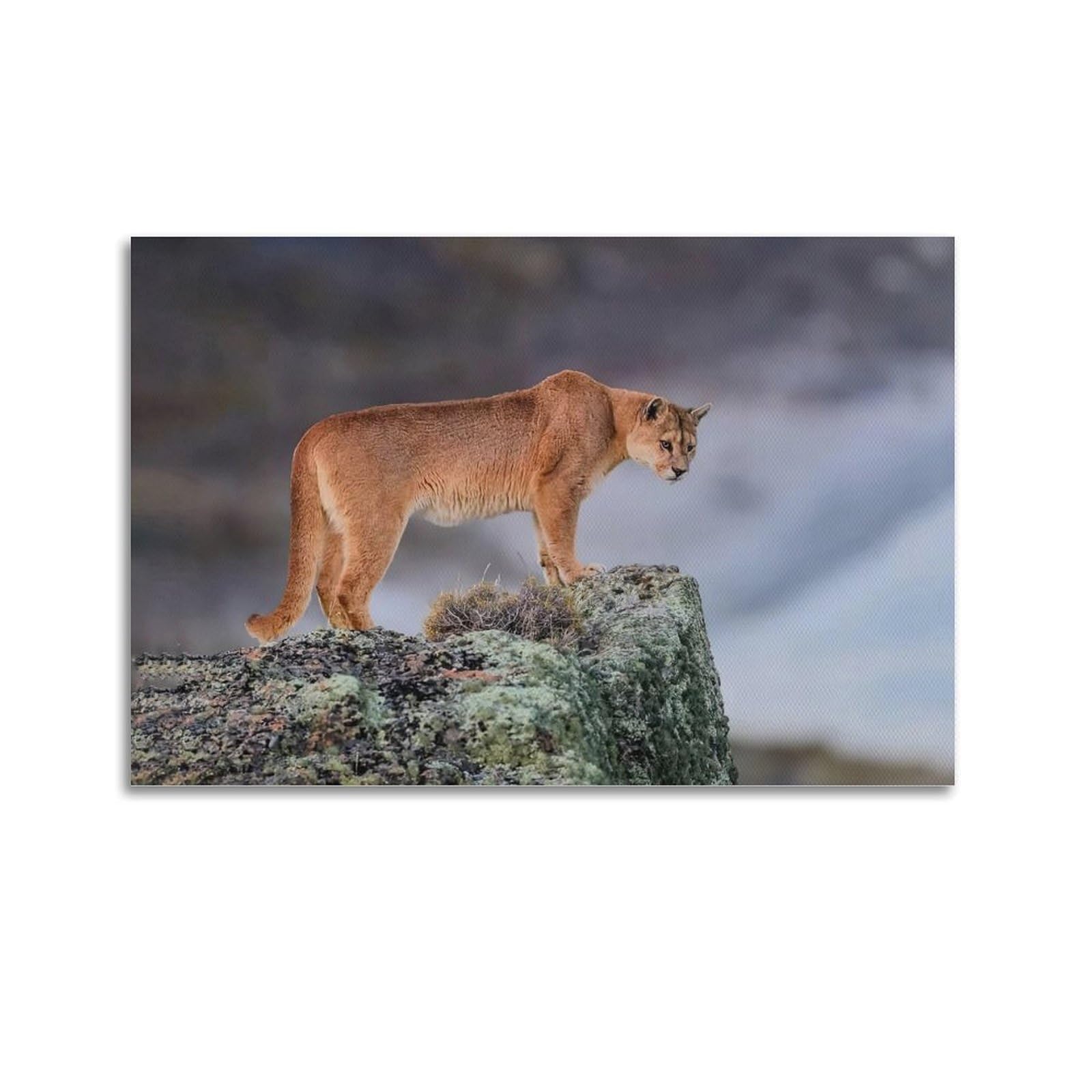 XKUGA Wild Felines Poster Cougar Big Cat Habitat Modern Decorative Canvas Prints - Ideal Wall Art for Family, Man Cave, Game Room, Boys & Girls Bedroom 20x30inch(50x75cm)