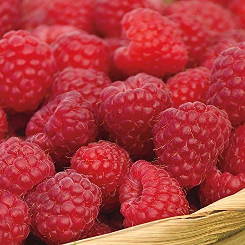 5 Joan J Raspberry PlantsEverbearing, Thornless (5 Lrg 2