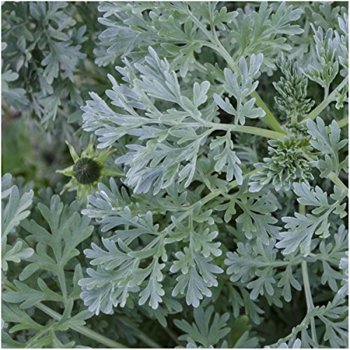 Seed Needs, Wormwood Herb Seeds For Planting (Artemisia Absinthium) Twin Pack Of 500 Seeds Each - Heirloom, Non-Gmo & Untreated #TOP1