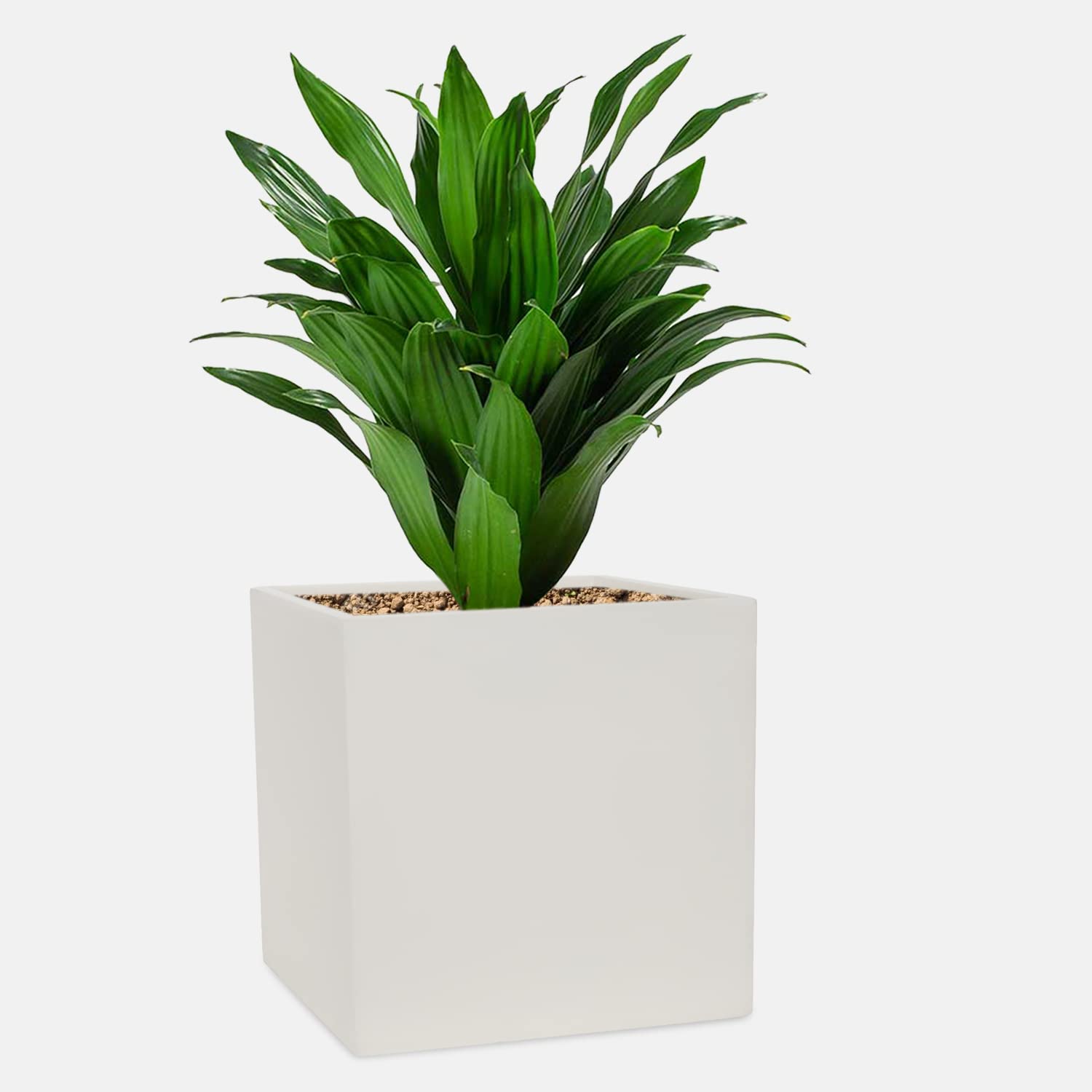 YUCCABE ITALIA Cream White 14 Inches Cube Square Planter