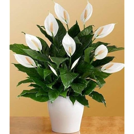 Peace Lily Indoor Plant