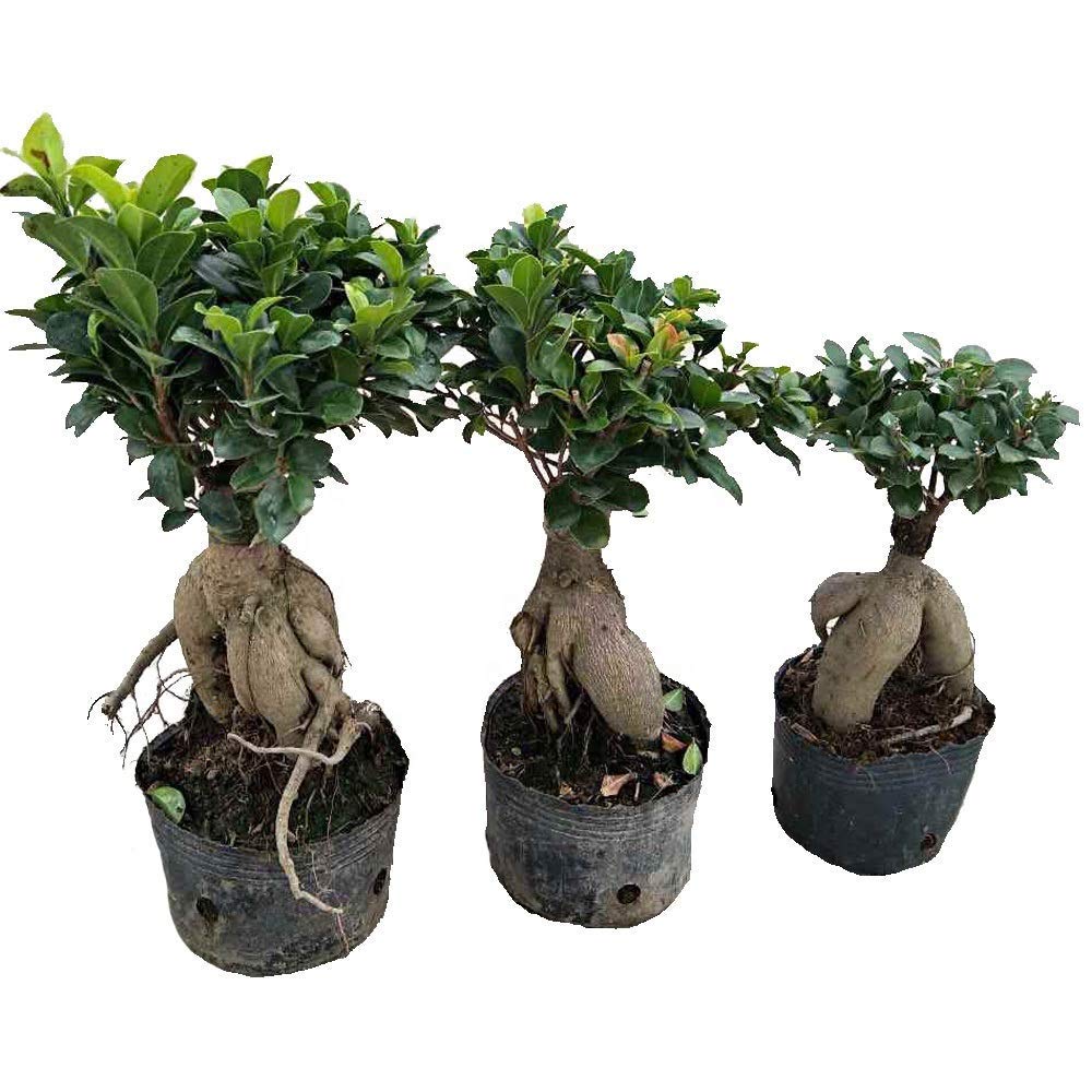 UGALOO Combo of 3 Bonsai Trees, Indoor Ficus Ginseng Microcarpa Root and Grafted Ornamental/Air Purifier Plants,4.5+Years Old (30-40cm),Best Gifting Combo of Plant Lovers (B0CMQH35SV) Amazon Price History, Amazon Price Tracker
