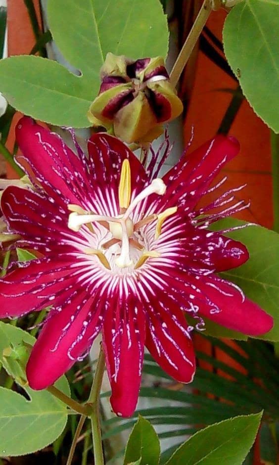 Mohomaya Beautiful Gardening Passiflora,passion flowers 02 - |Passiflora,passion flowers 02|