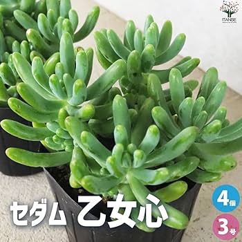 多肉植物 セダム 乙女心 3カット 61WFOalgc1L._UF350,350_QL80_.jpg