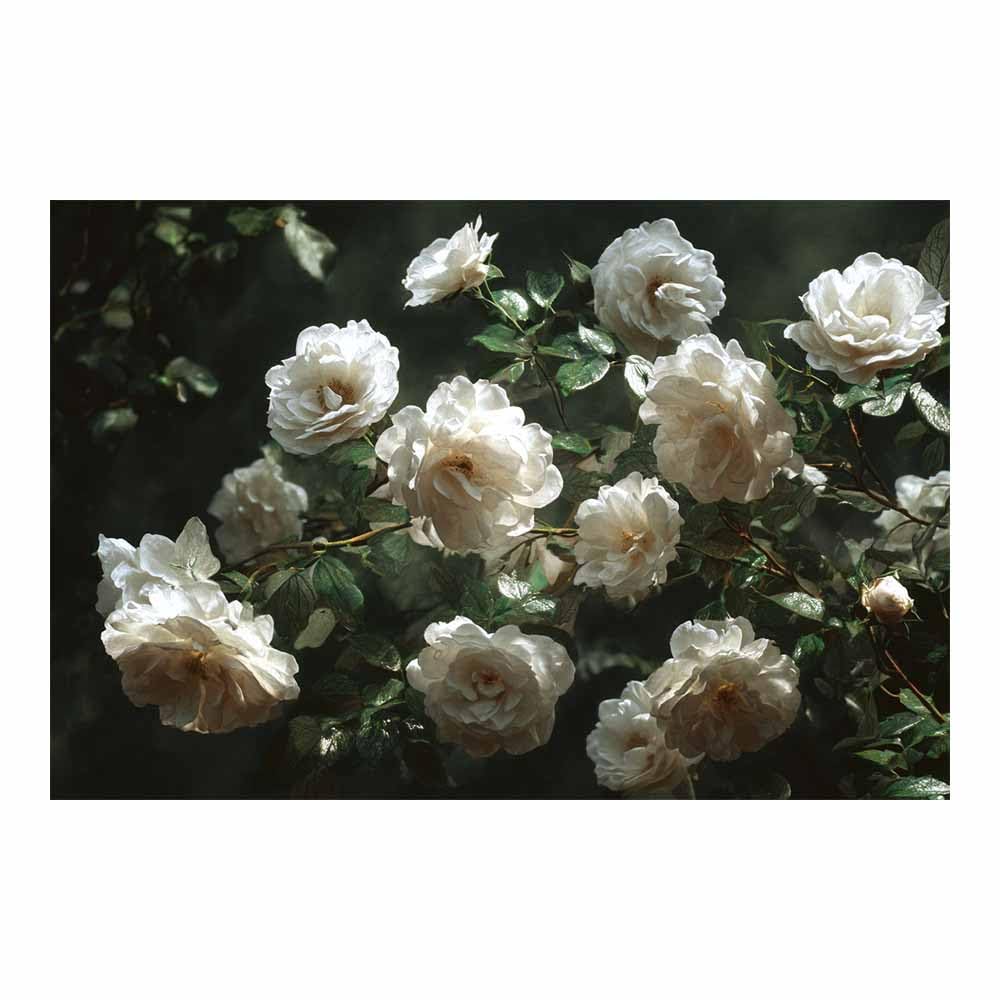 ZAMAEIU Forest Landscape Painting Clustered whites Rosess Canvas Artwork posters & prints Suitable for Living Room Bathroom Bedroom Home Wall Decoration(white)-30x50cm Unframed
