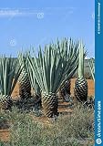 Generic 25 Agave Sisalana Seeds, Green