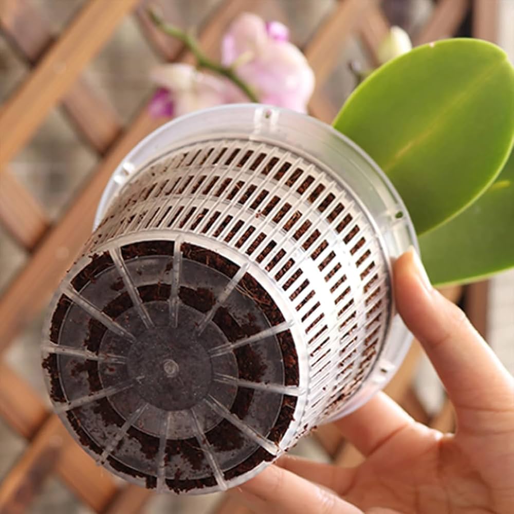 塊根植物 ジオメトリックポット付き 約20cm 塊根植物 ジオメトリック