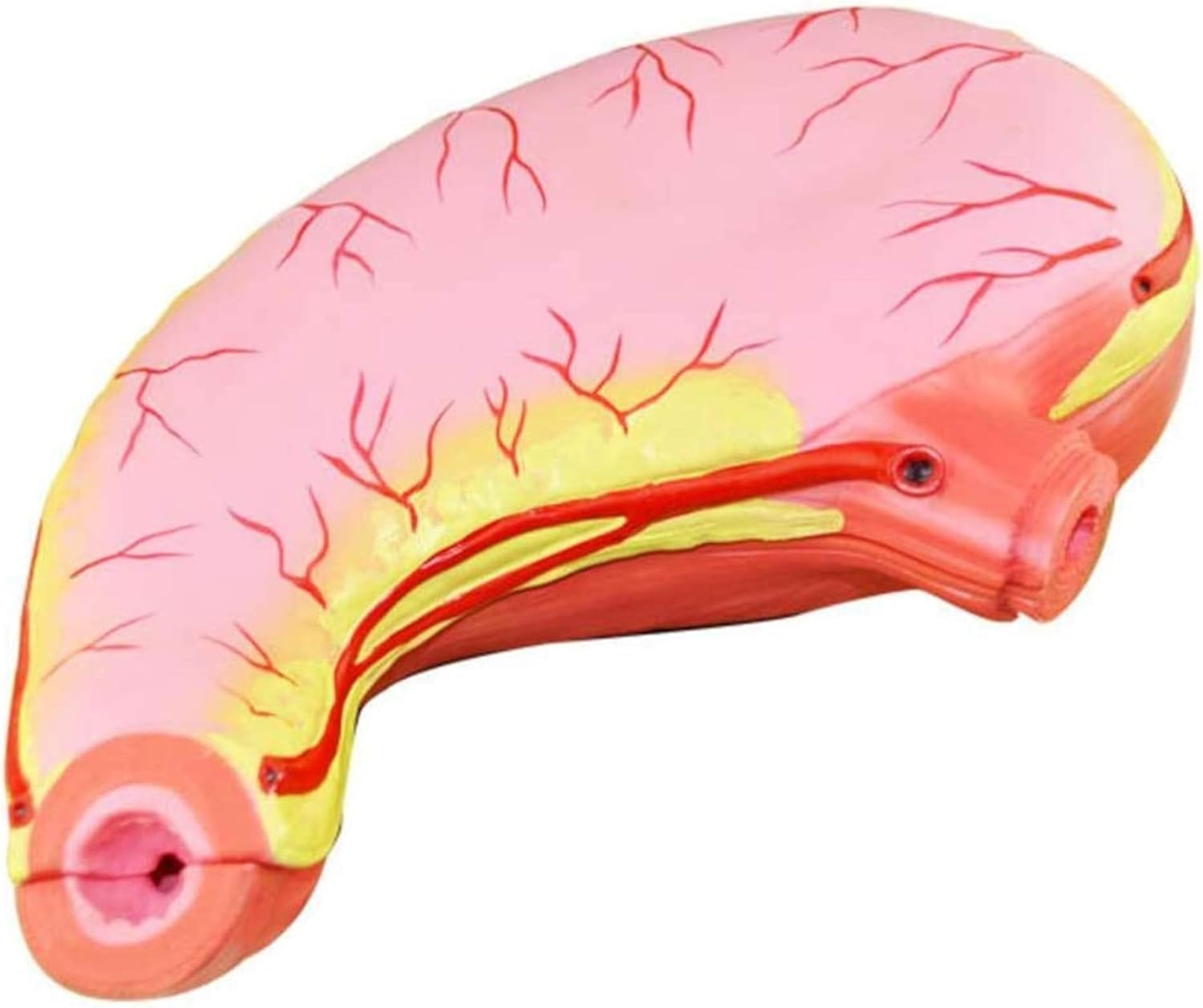 Study Model Life Size Stomach Anatomical Model, Anatomy Model