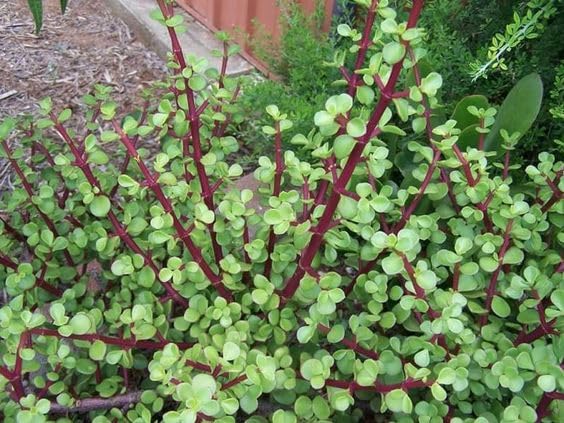 Live Good Luck Jade Plant with Beautiful Black 4inch Pot-image-10