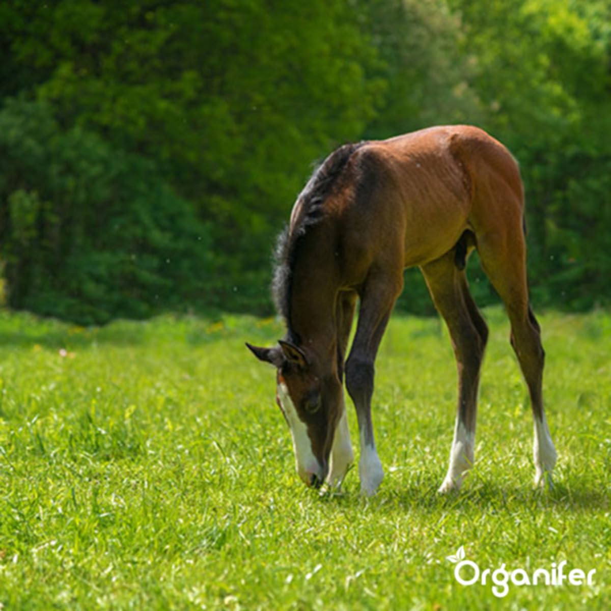 Semillas De Pasto De Pradera - Crecimiento De Pasto - 15kg | Para Caballos Y Ganado Menor - Semillas De Pasto - Restauración De Pastizales - Plantación De Pasto - Organifer