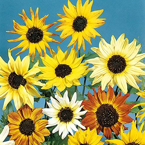 50 Semi di Caja Musical Mix di Semi di Girasole