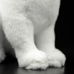 Simulation White Cat Plush Toy, Super Soft and Cute Cat Stuffed Animal Plush Toy Lifelike Kids Girl Birthday Home Decor
