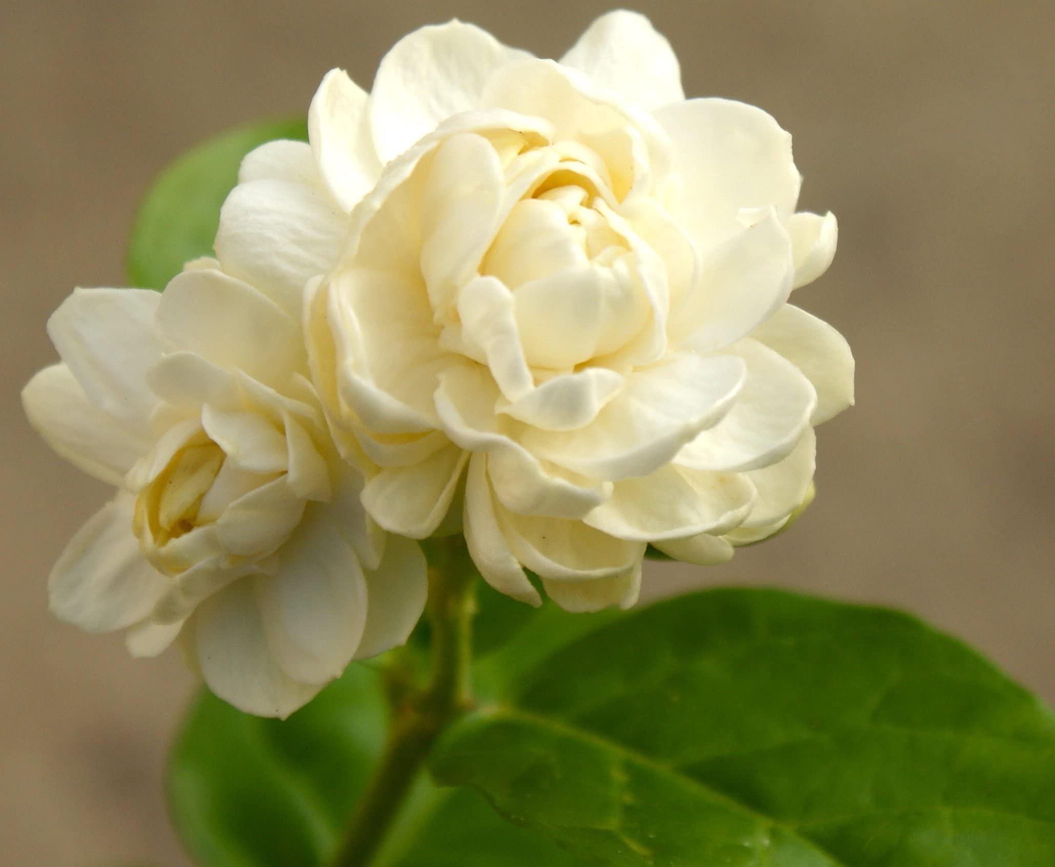 Aiden Gardens Jasmine ‘Grand Duke of Tuscany’ Jasminum sambac Dwarf Fragrant Jasmine 1 Healthy Live Plant (B095X6QXW9) Amazon Price History, Amazon Price Tracker