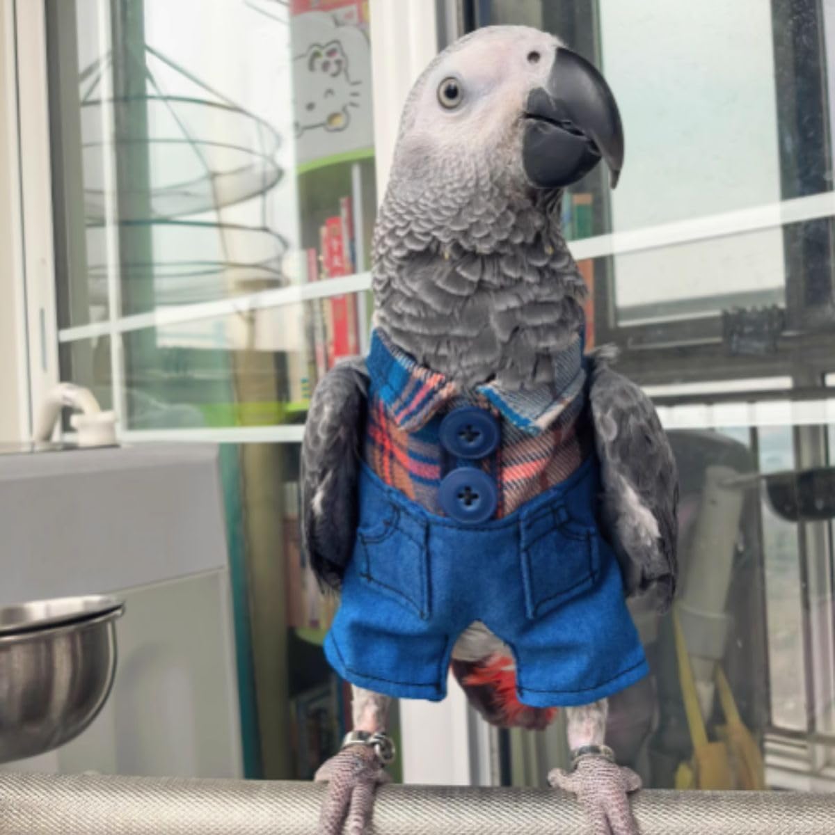 Bird Clothes - Handmade Cute Demin Overalls Outfit for Parrot African Greys Parakeet Cockatiel Sun Conure Halloween Cosplay Apparel Bird Supplies (L)