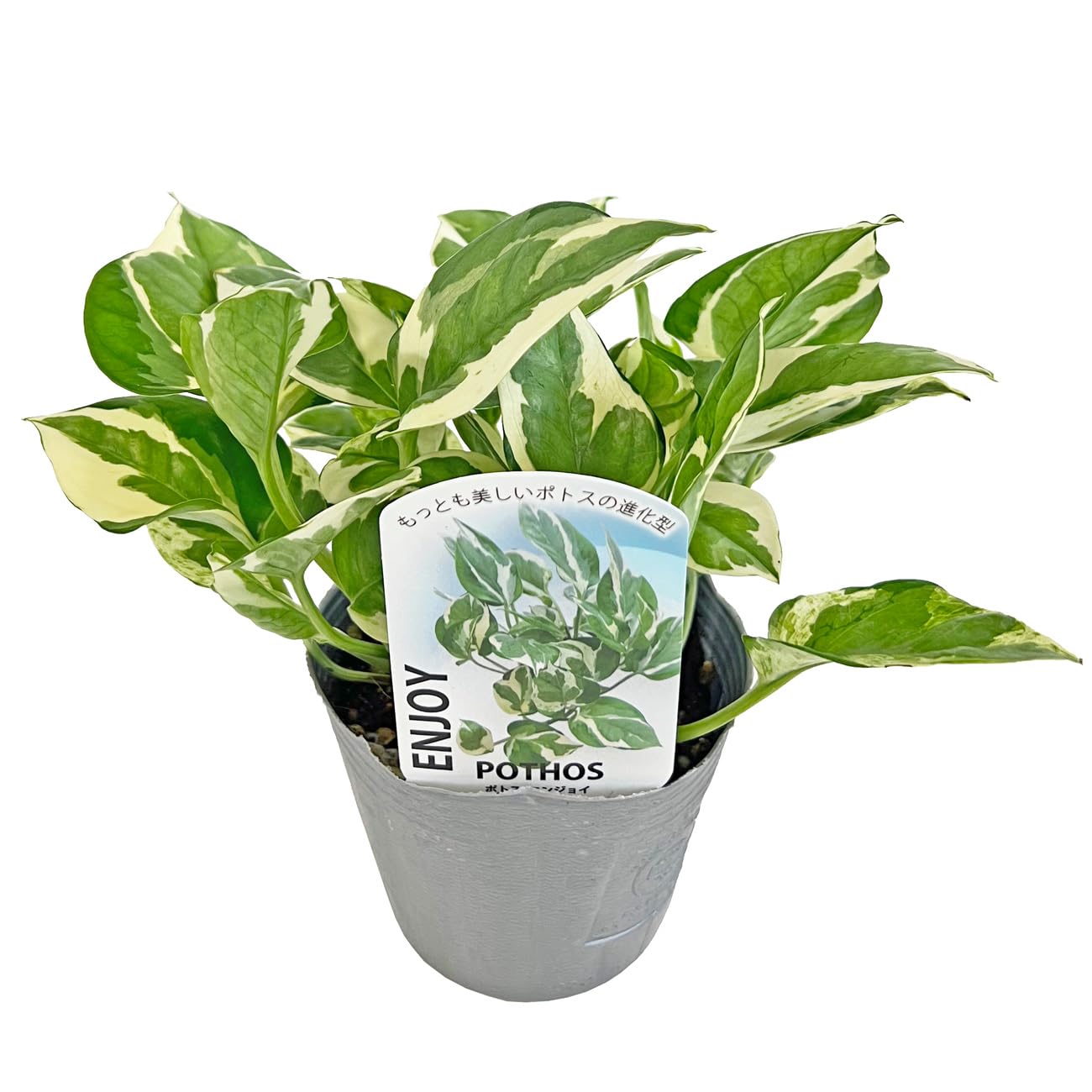 Amazon｜ポトス エンジョイ 3号 鷲尾園芸 pothos ポトスエンジョイ