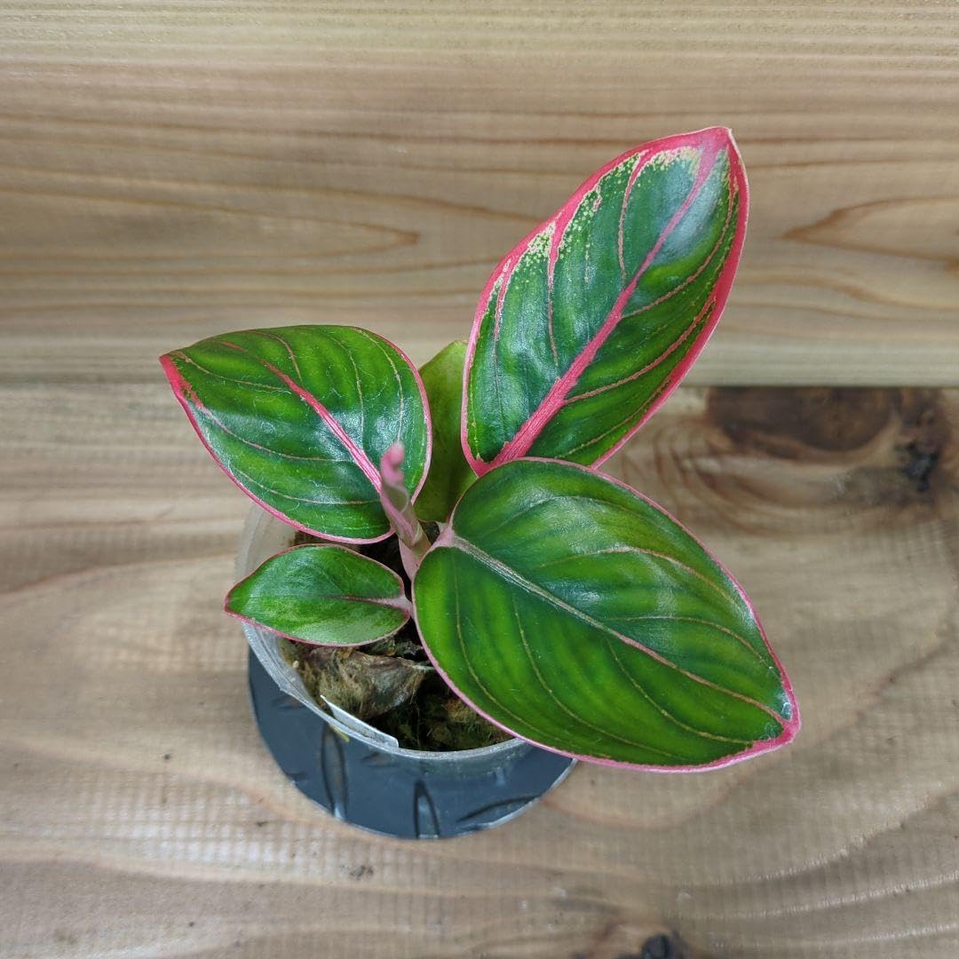 【タイ直セレクト】SSS級♡本物♡アグラオネマ　ロータスデライト　大株 タイ直セレクト】SSS級♡本物♡アグラオネマ ロータスデライト 大株