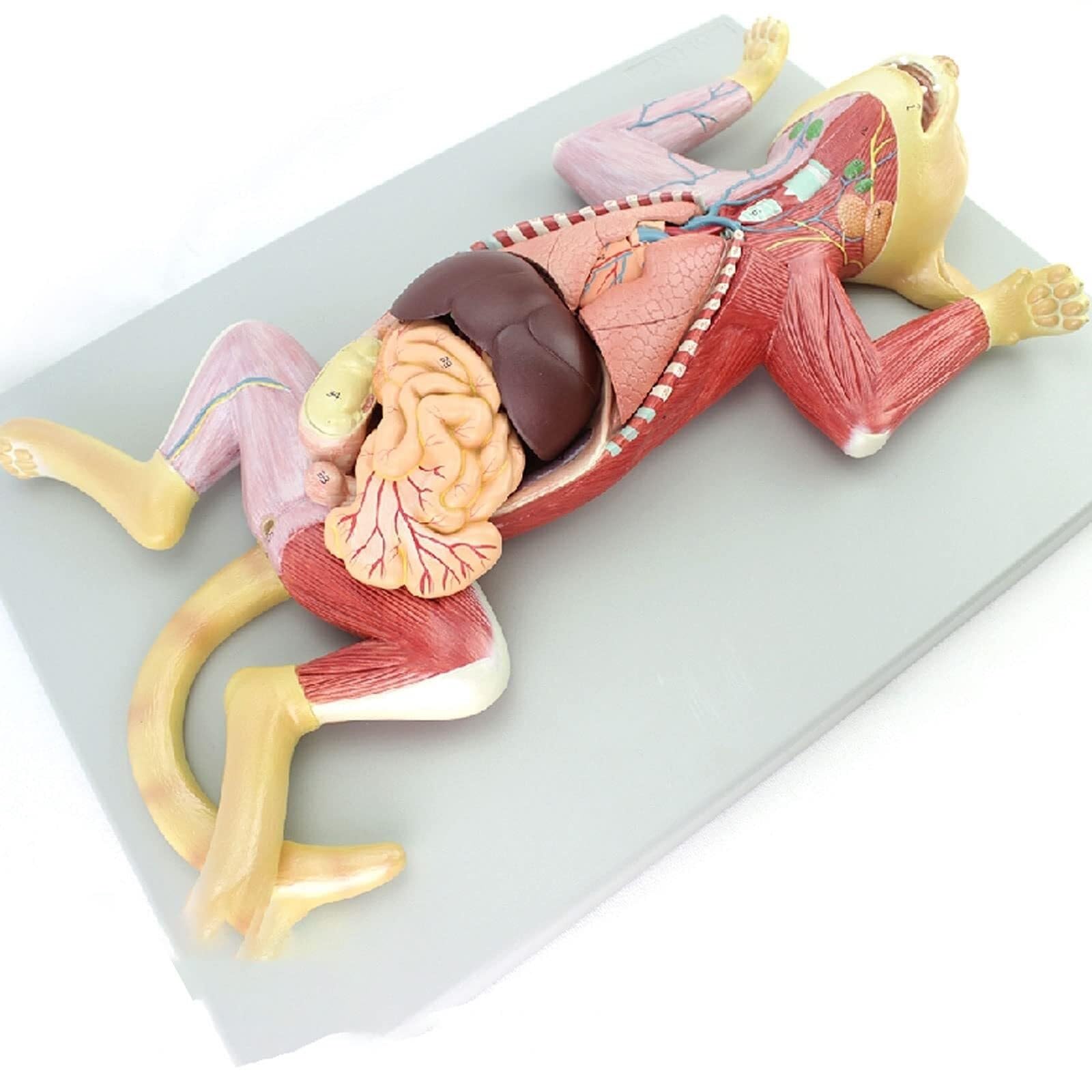 Modelo anatómico de Gato 3D Visual. Kit de Modelo anatómico de Gato. Anatomía Animal Desmontable y ensamblable. Enseñanza Veterinaria anatómica de cría de Animales.